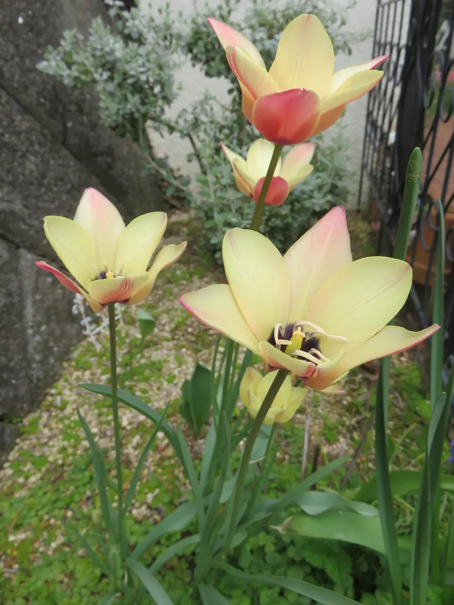 原種チューリップ アニカ「チューリップ」のアルバム-みんなの趣味の