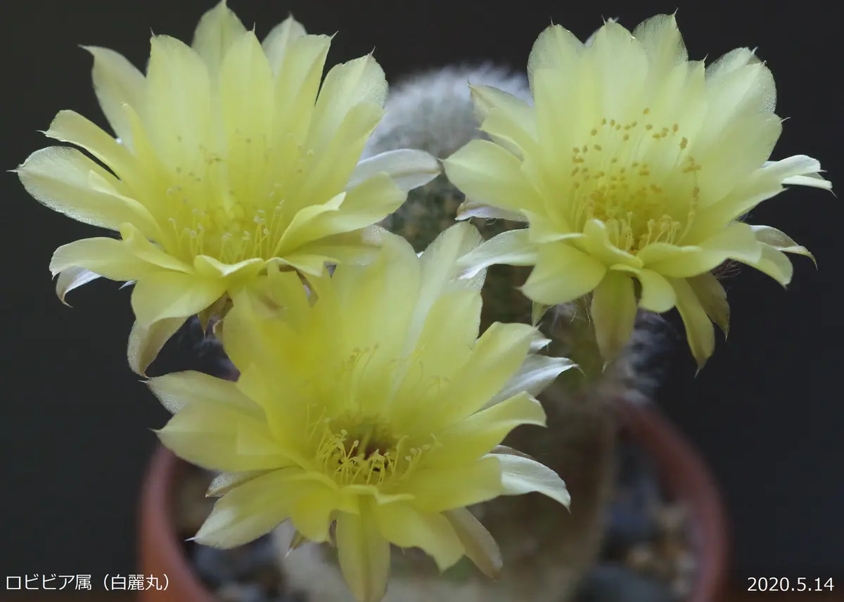 花サボテン ロビビア属 花サボテン【ロビビア】カキコ_TSB_1060 花