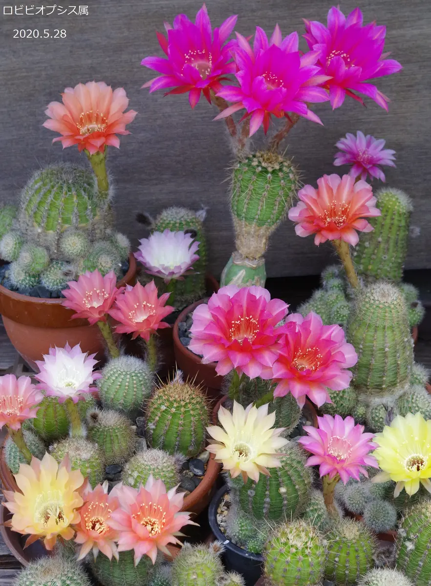 サボテン ロビビオプシス♬2カット ピンク花