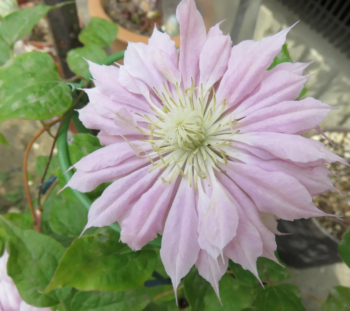 八重咲きクレマチス はるかすみ「クレマチス」のアルバム-みんなの趣味