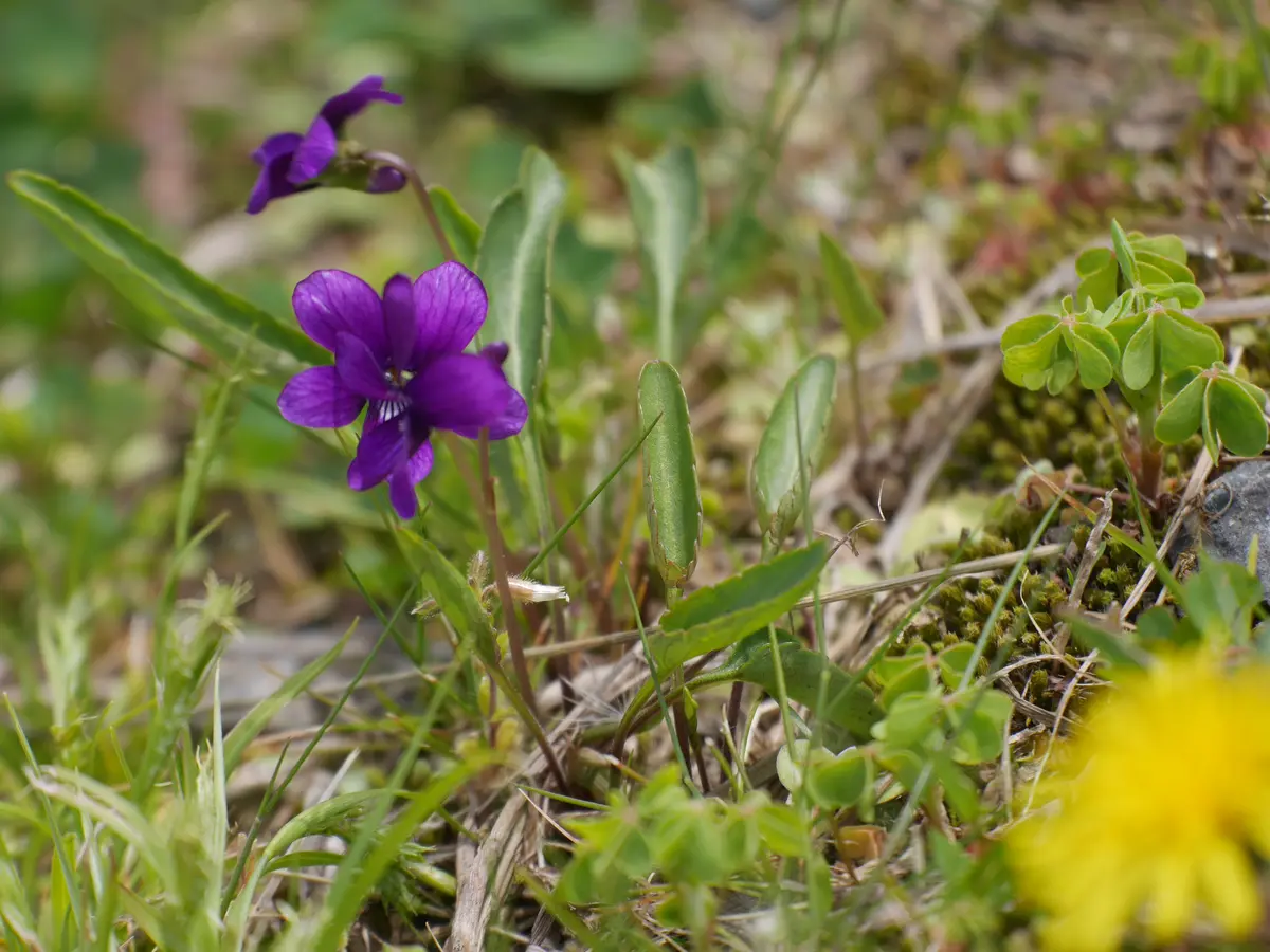 畑の土手に咲いてる野の花 4/18いろ「4月の花」のアルバム