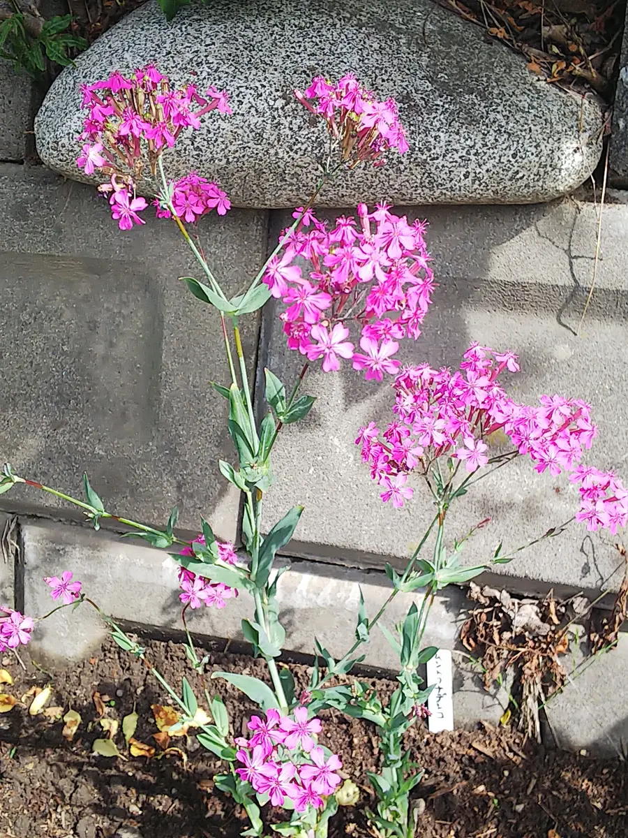 コマチソウ　ムシトリナデシコ　シレネ　抜き苗　10本 コマチソウ ムシトリナデシコ シレネ 抜き苗 10本 2025年最新