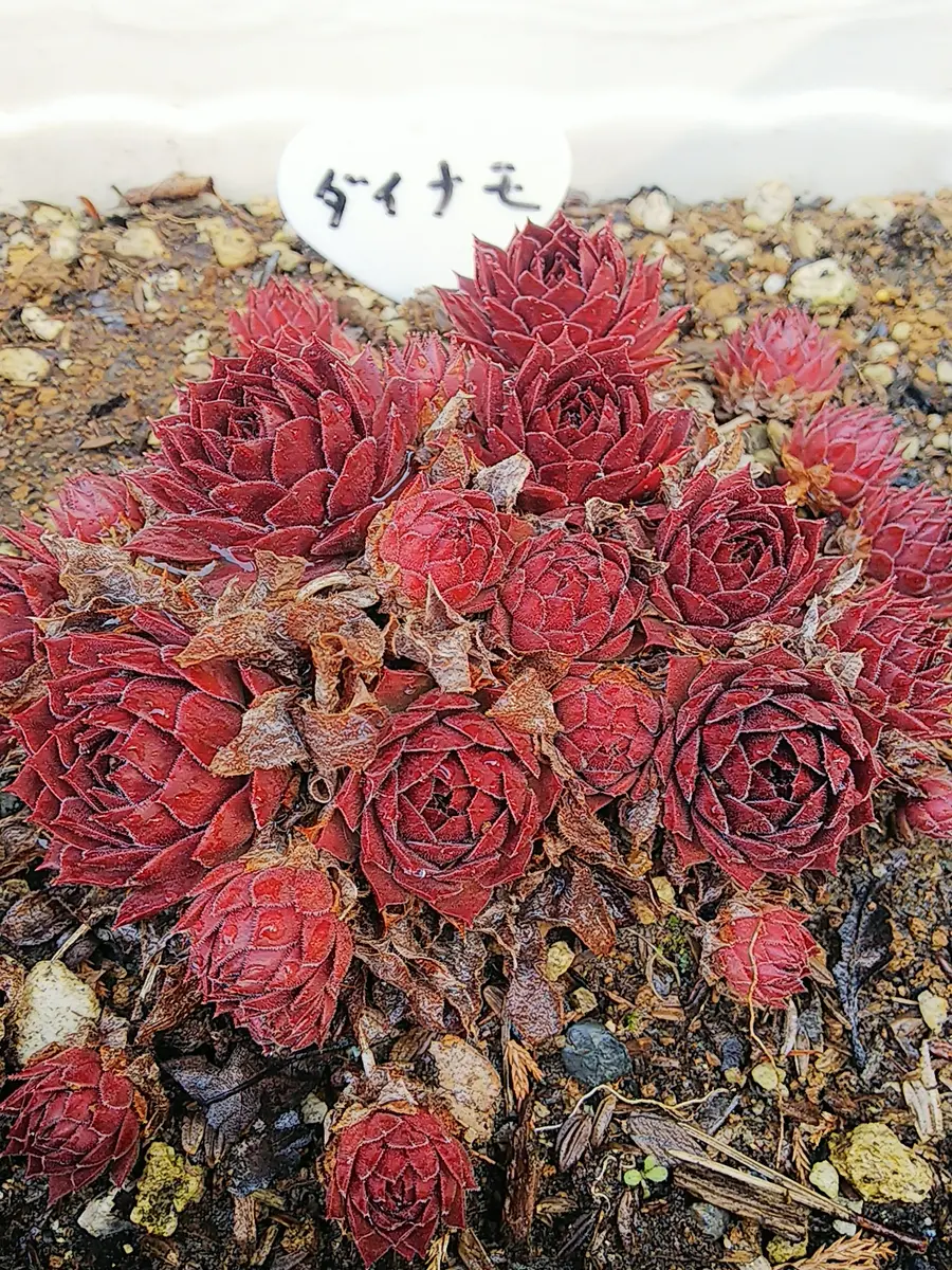 センペルビウムダイナモ。汚い字のネ...「2019花メンガーデン」の  