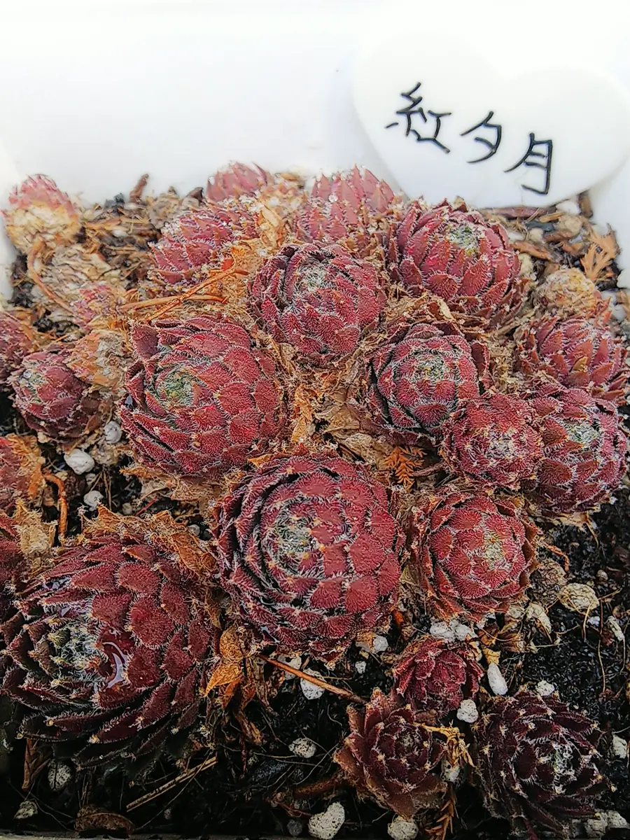 センペルビウム 紅夕月 センペルビウム 紅夕月 紅夕月、べにゆうづき