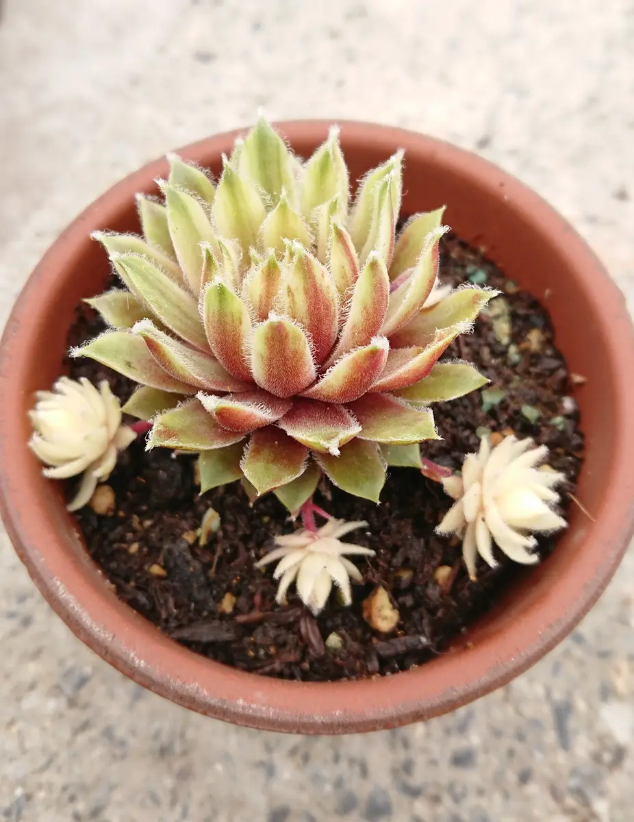 センペルビウム　ファイヤーバード ファイヤーバード(センペルビウム)去「2020花メンガーデン