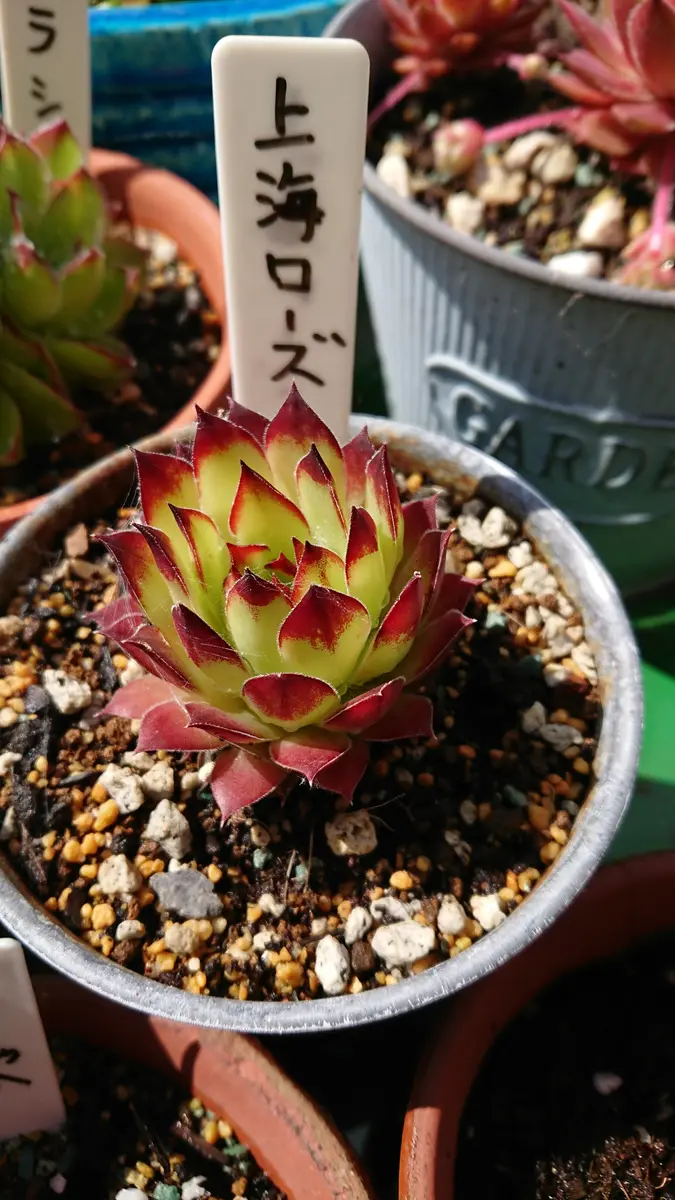 センペルビウム 上海ローズ 子株で溢れる多肉「上海ローズ」を育てる