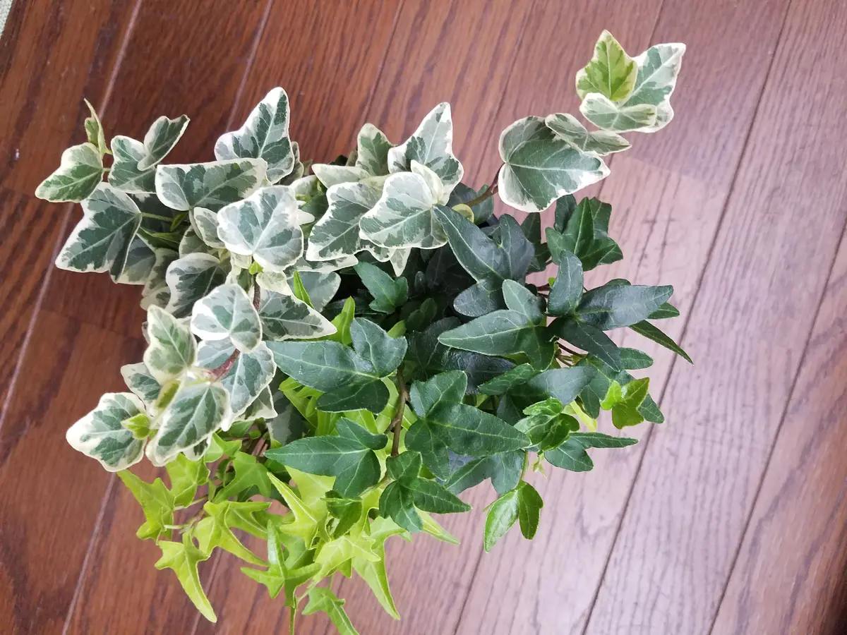 アイビーで何種類か欲しいなーと思って...「観葉植物」のアルバム 