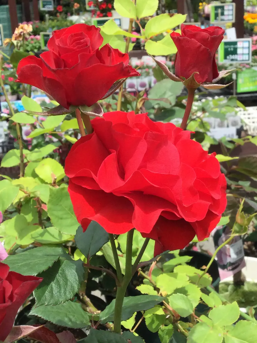 2021、5、26スィートマザー。なんか花「薔薇」のアルバム-みんなの