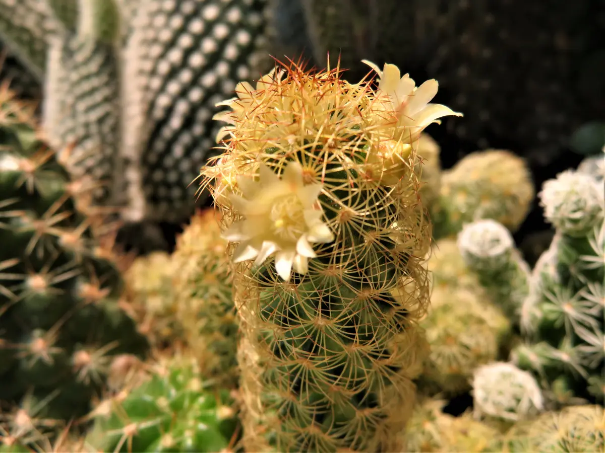 🌵サボテン黄金司の花棘が黄金色で、「🌵No.1我家のサボテンたち