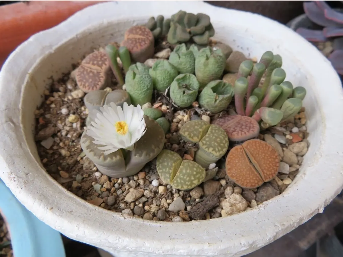2⃣📷リトープス(福来玉)やメセンの寄せ「🌵No.2我家の多肉植物