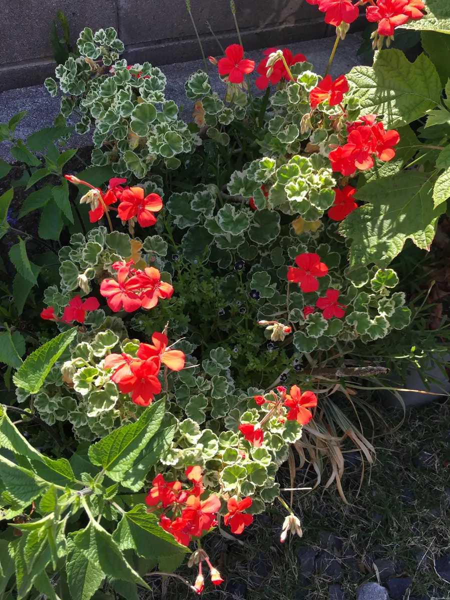 5/4斑入り葉のゼラニウム大株になって「令和元年春の花」のアルバム