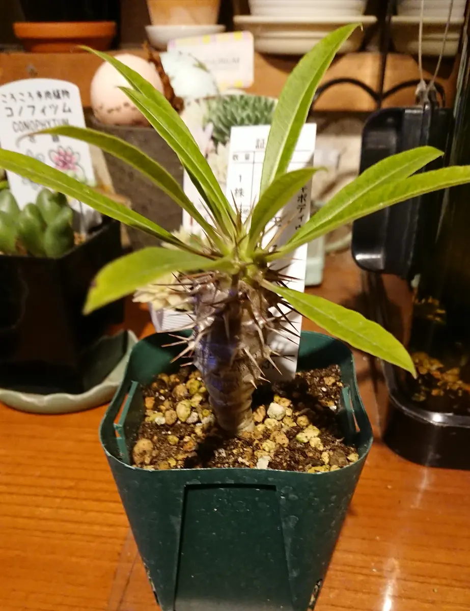 パキポディウム・ラモスム パキポディウム ラモスム | mana's farm:塊根植物・アガベ・ドライ