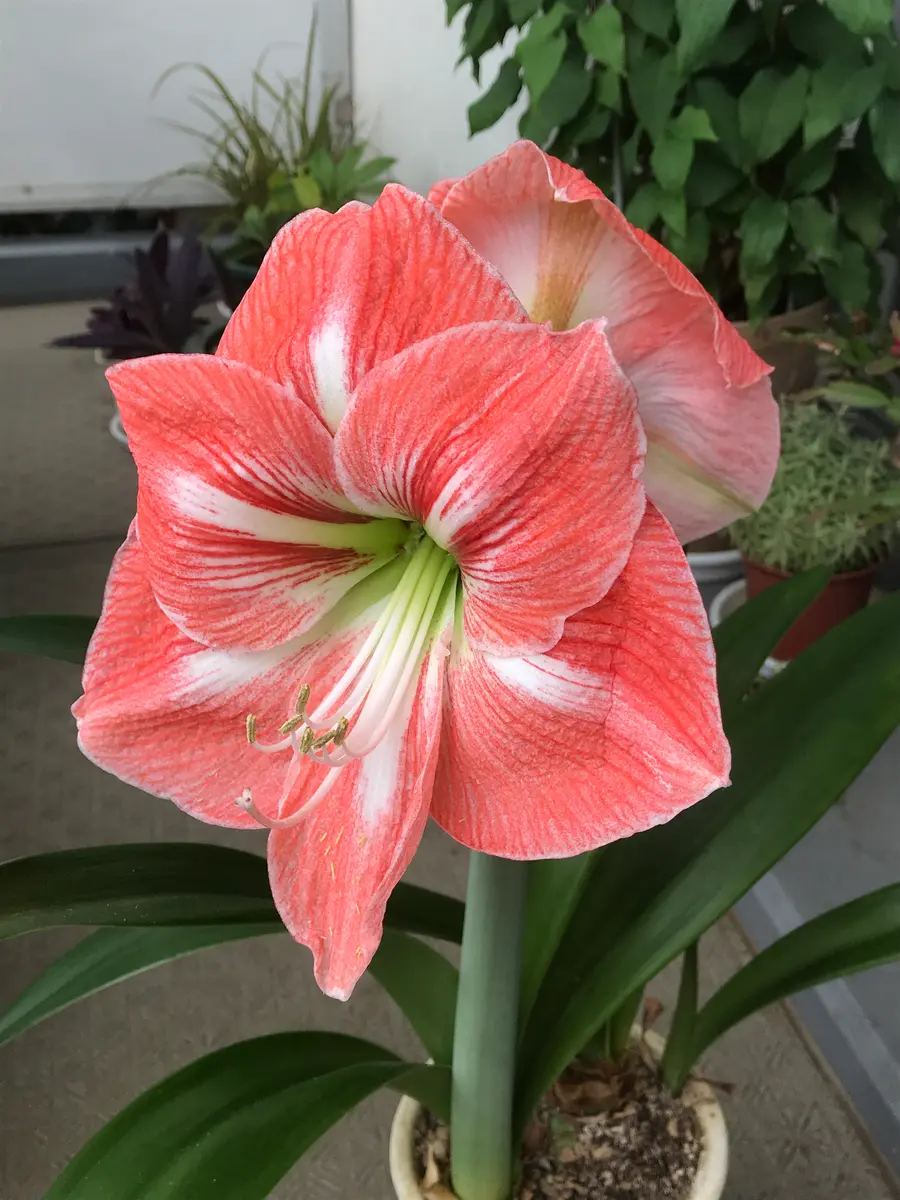 アマリリス。大輪の花が2輪、そして小「うちのベランダ」のアルバム
