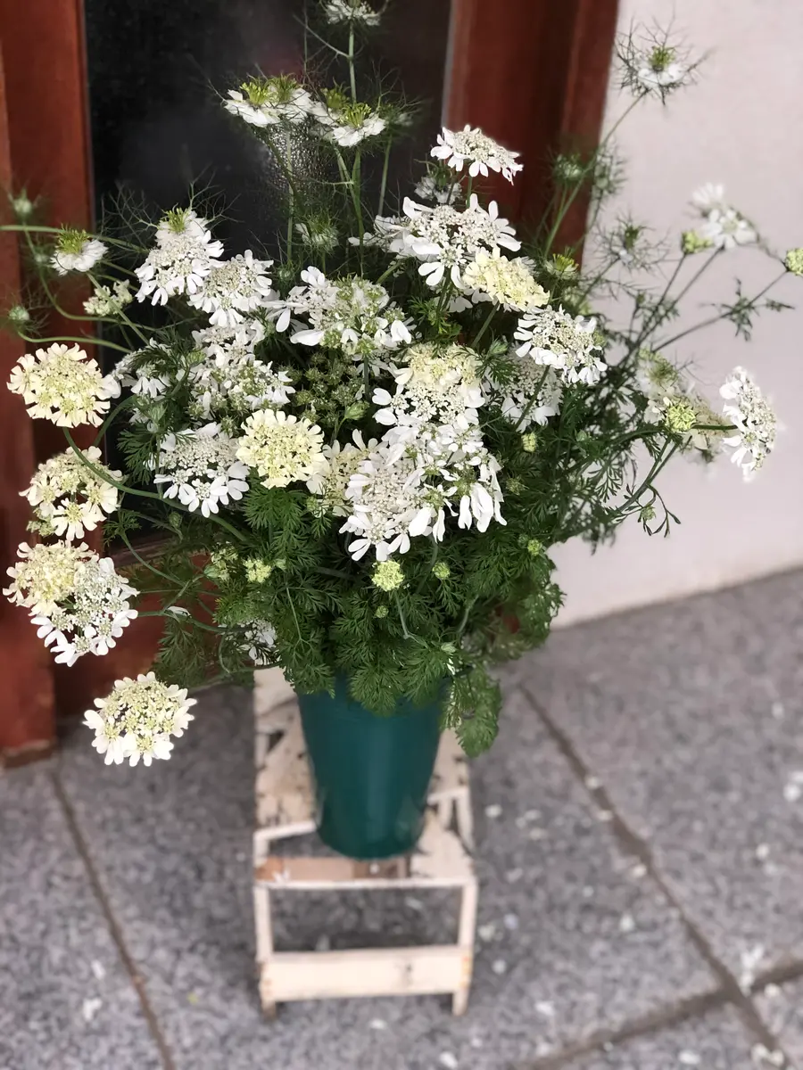 野生化したオルラヤとニゲラ庭を歩き「庭に咲く花」のアルバム