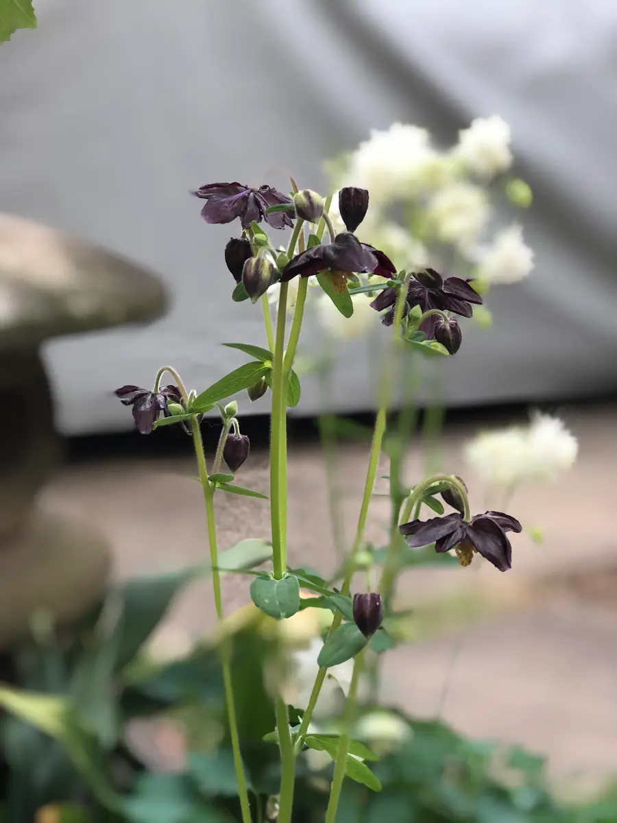 西洋オダマキ 黒「庭に咲く花」のアルバム-みんなの趣味の園芸1916628