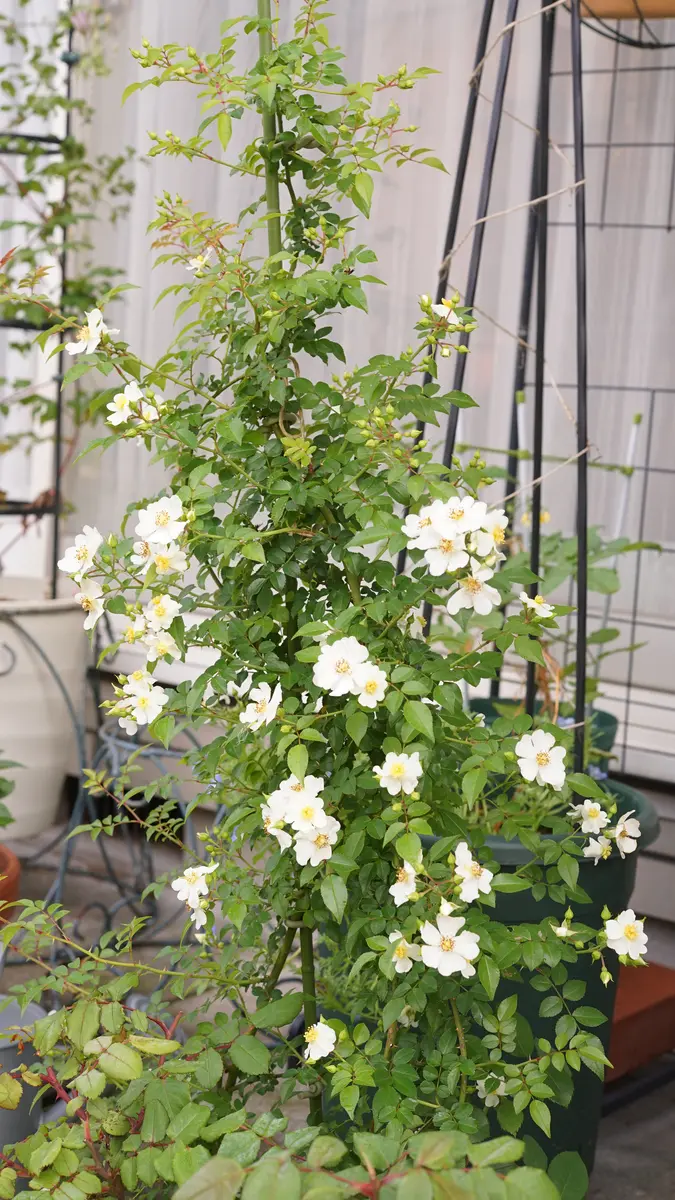 No.8ノイバラ全体像です。一本の支柱「我が家のバラたち」の