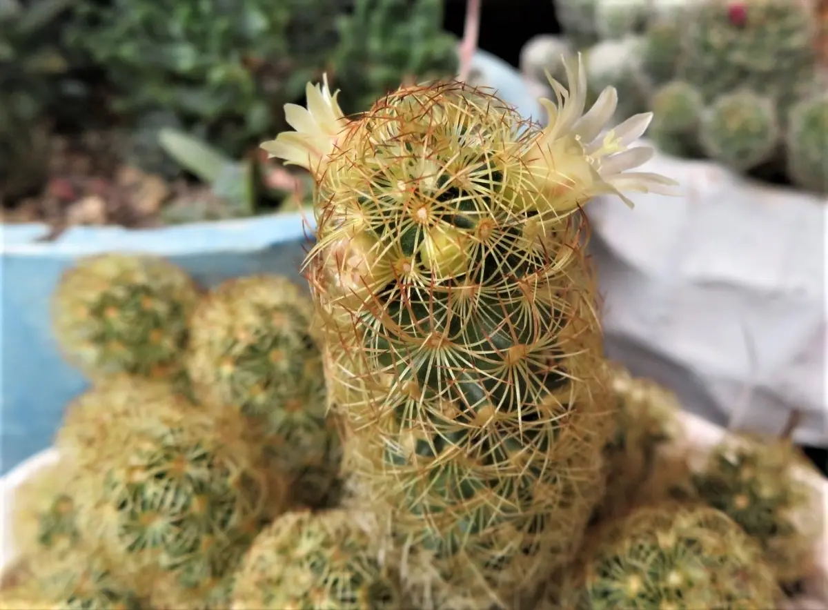🌵サボテン黄金司(こがねつかさ)の花🌵No.2我家のサボテンたち