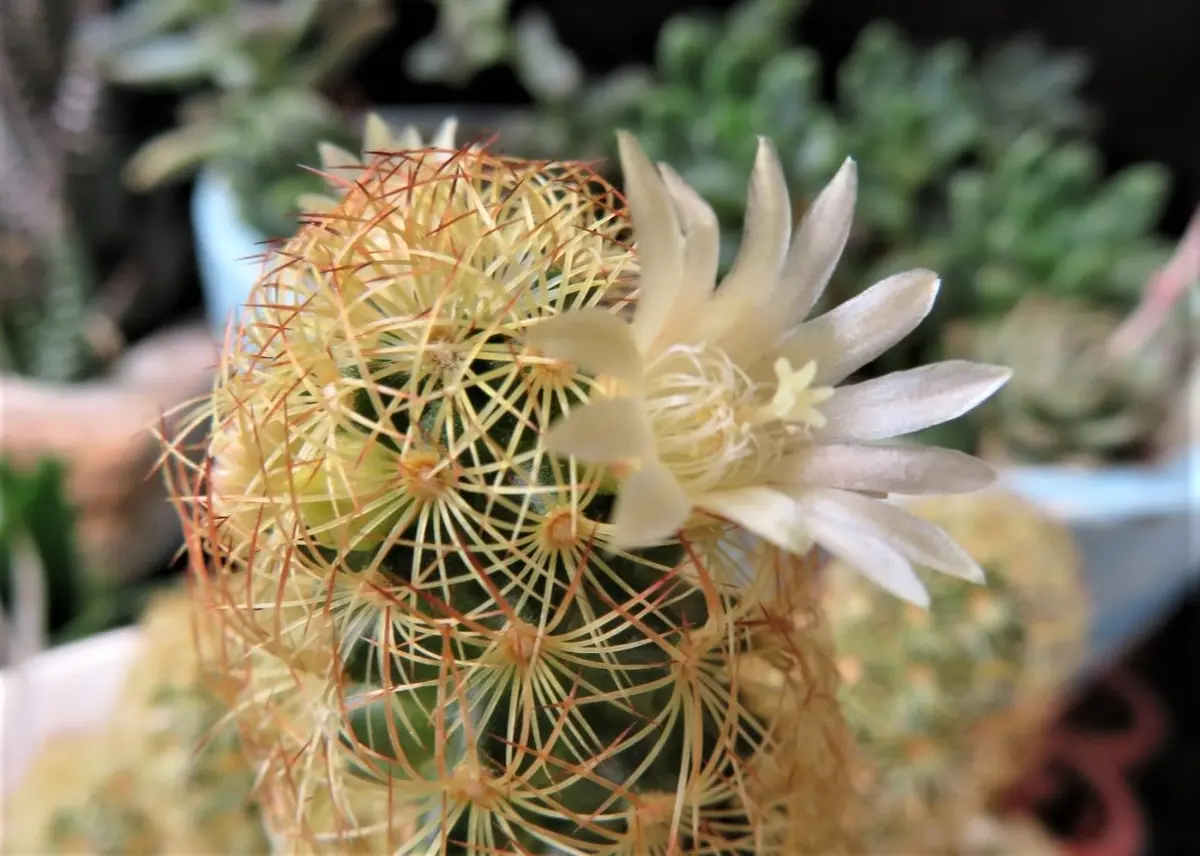 🌵サボテン黄金司(こがねつかさ)の花の「🌵No.2我家のサボテンたち