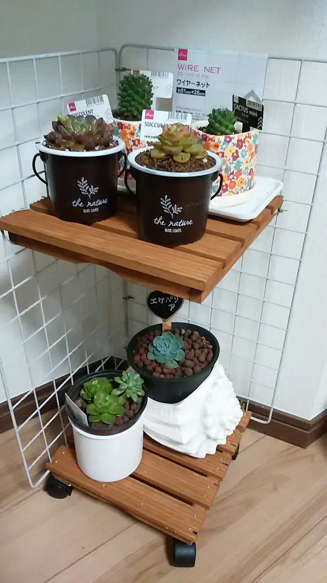 簡単にミニラック…多肉植物用の棚を作り「エケベリアと他の多肉植物