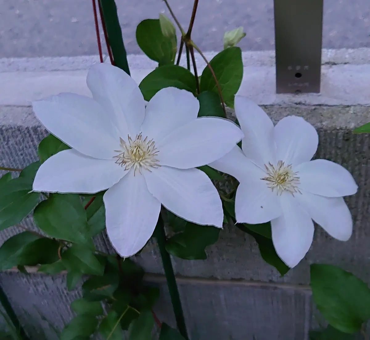 ジョンポール2 2年生 クレマチス 【公式通販】