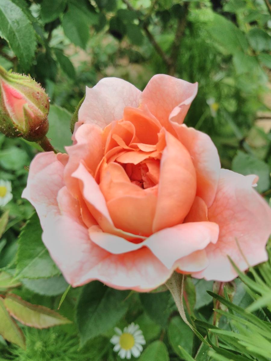 🌹コレッタ2019.薔薇🌹｜アルバム写真-みんなの趣味の園芸845841