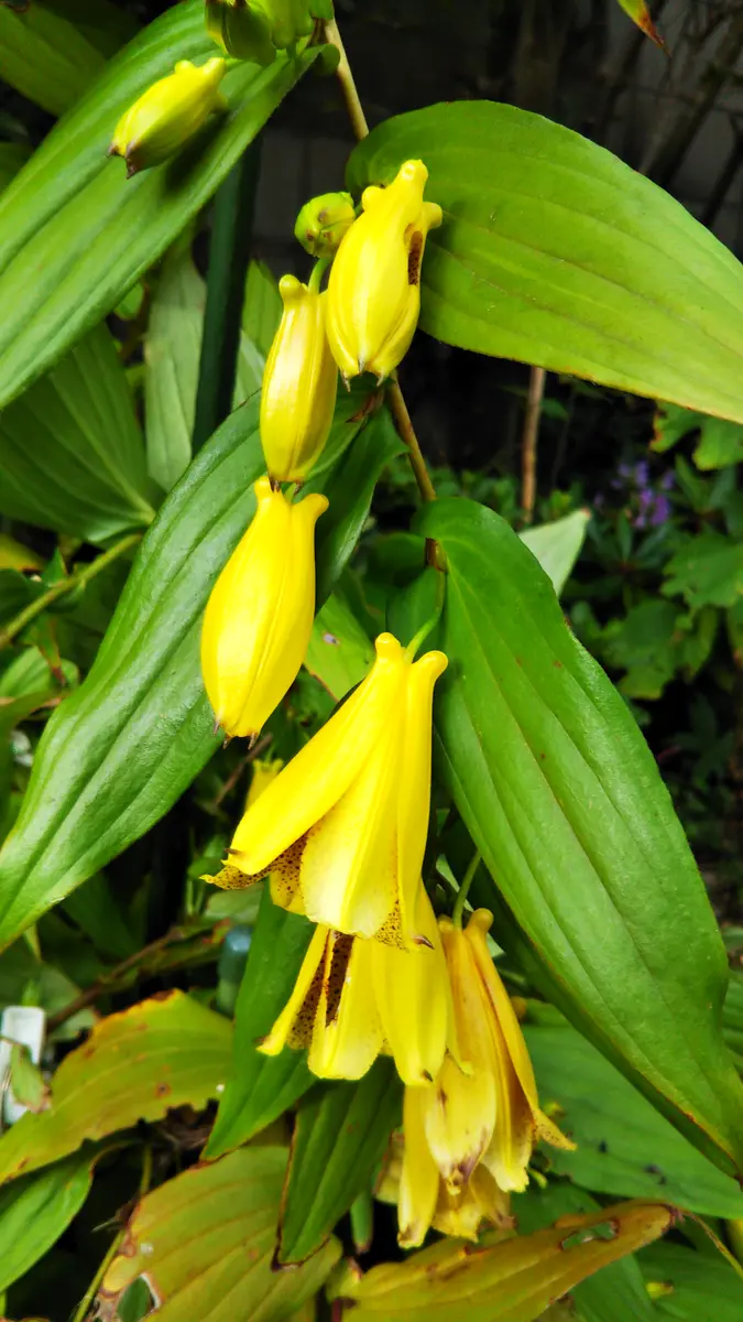 💛黄じょうろうほととぎす大株✨「すみれ3」のアルバム-みんなの趣味