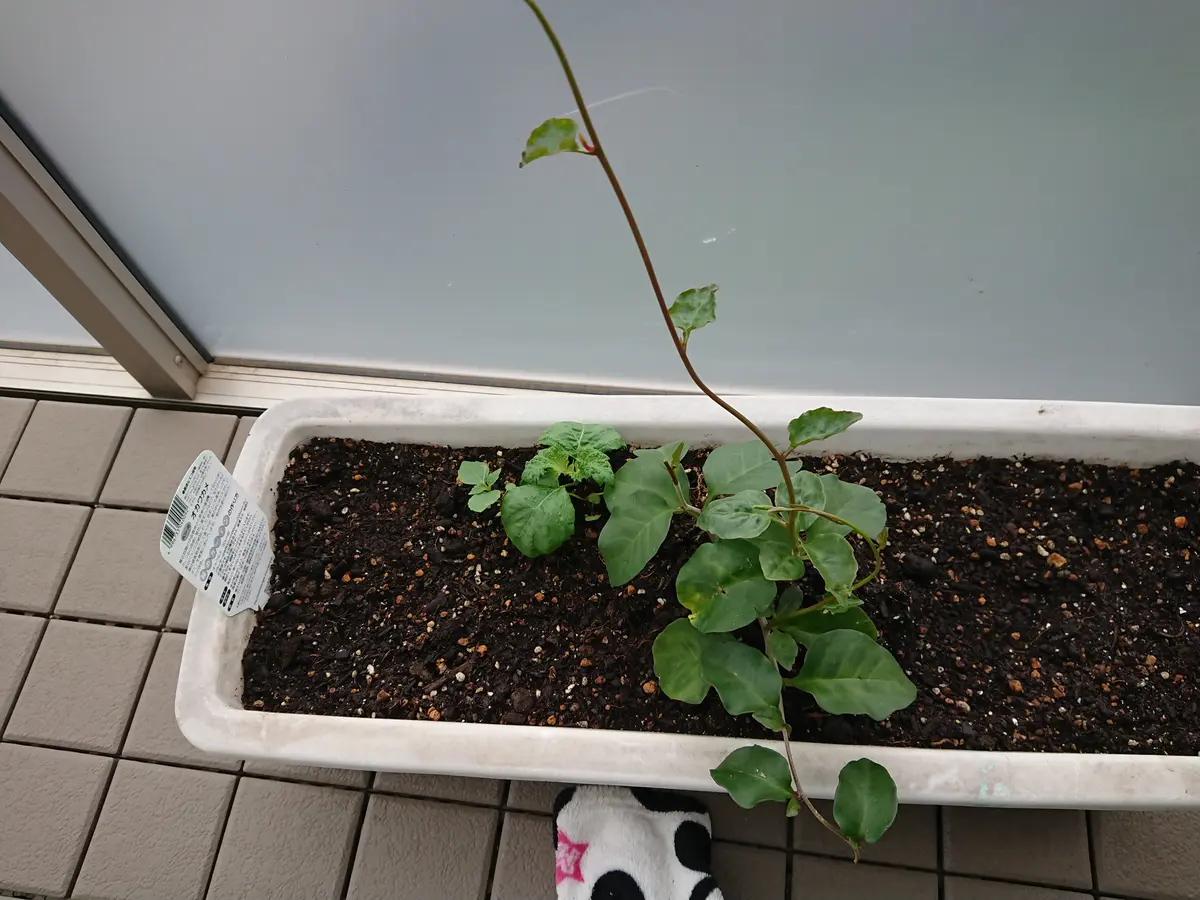 買い足した、弱っていた苗です。さすが「おかわかめ」のアルバム