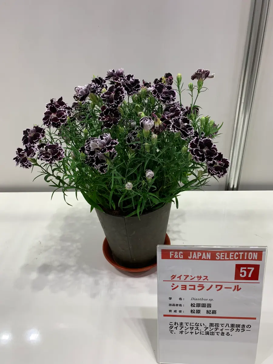 6株バイカオウレン苗7.5cmポリポット