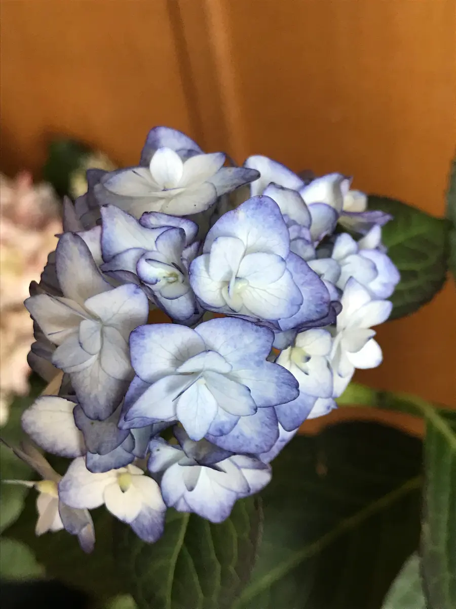 ミスサオリ娘と同じ名前なので迎えまし「紫陽花」のアルバム