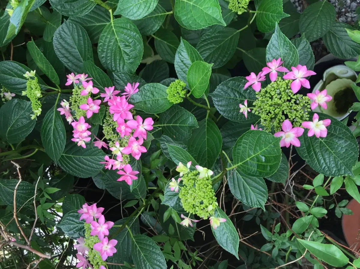 地植えのダンスパーティー2mを超えて「紫陽花」のアルバム