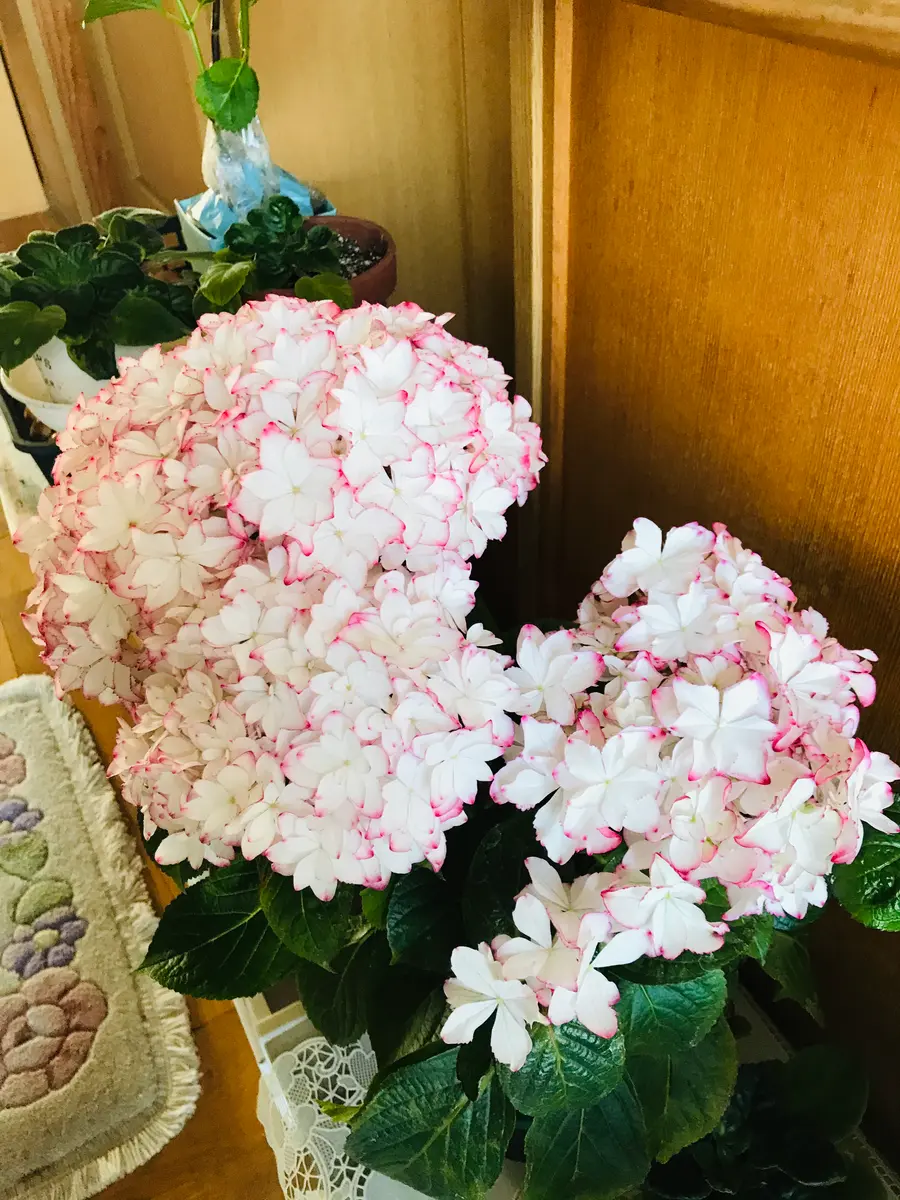 ♡ハイドランジア♡アジサイ♡新種品♡5号鉢♡さかもと園芸
