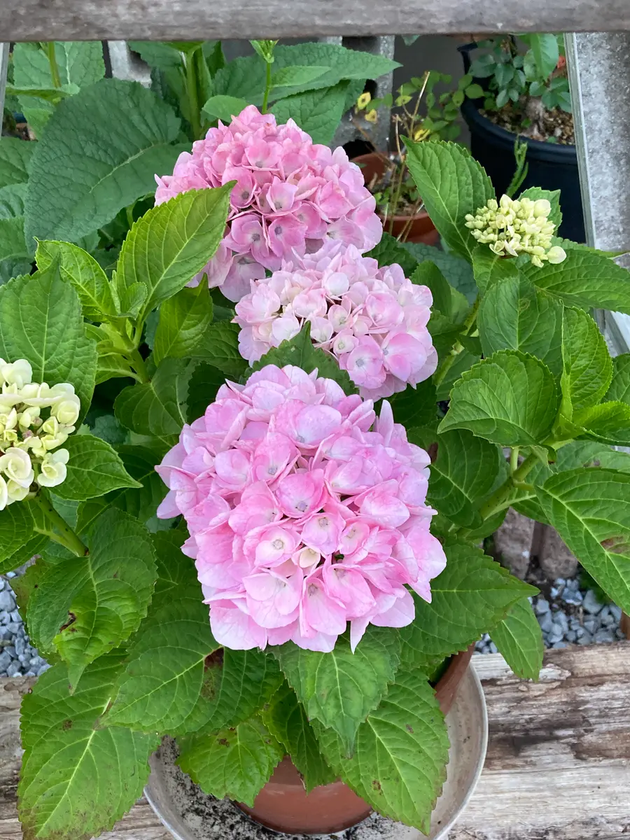 k*u様 アジサイ　8寸 シルクサファイア　紫陽花 紫陽花 シルクサファイア「紫陽花」のアルバム-みんなの趣味の