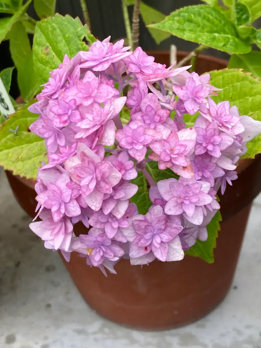 紫陽花 手毬唄「紫陽花」のアルバム-みんなの趣味の園芸1694048