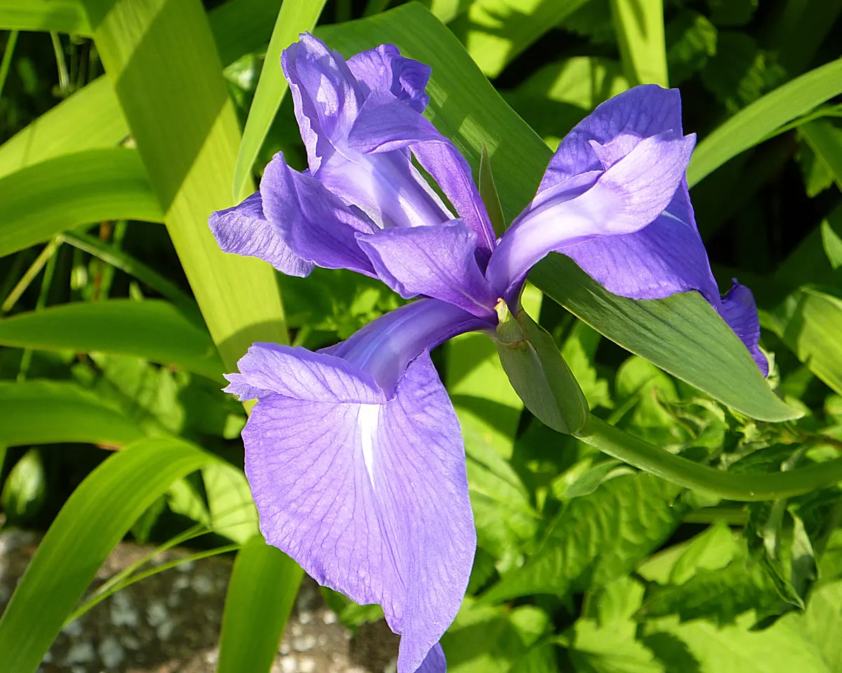 カキツバタ（杜若、燕子花）田園の道沿「アヤメ科の花」のアルバム