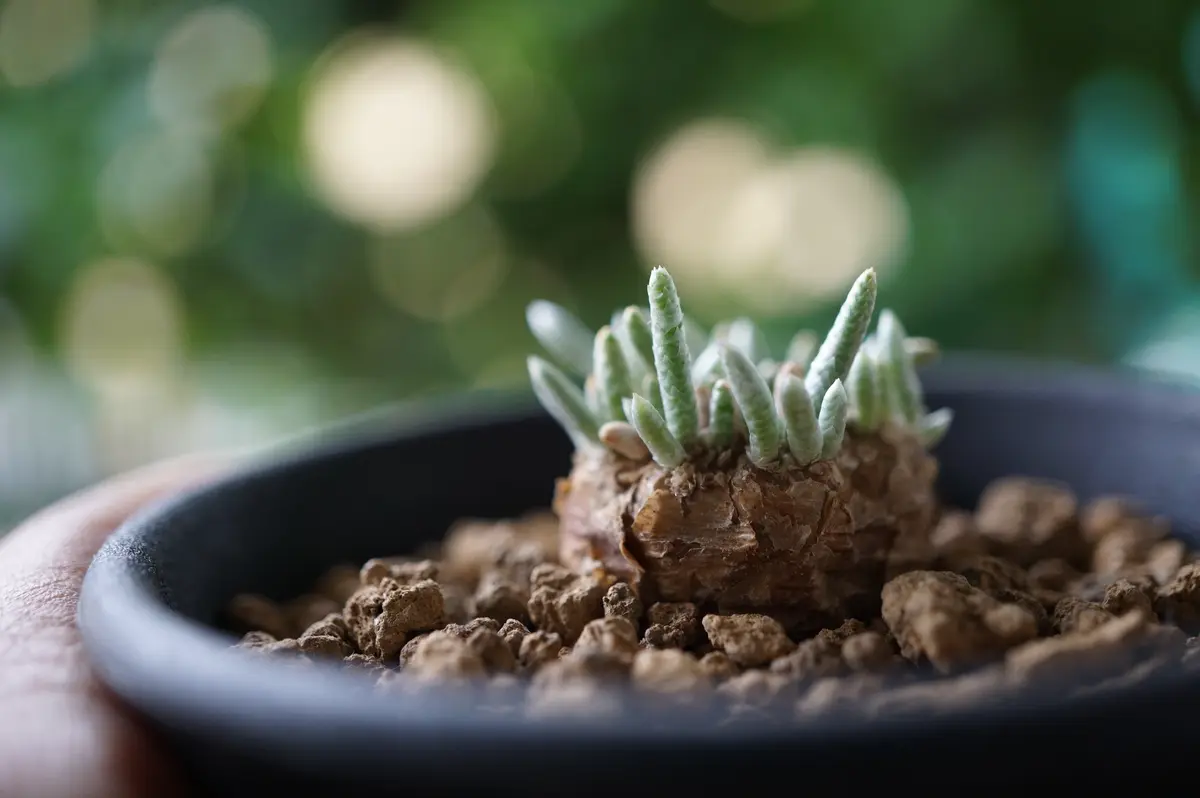 アボニア・クイナリア小さな塊根なので「南アフリカの植物 塊根植物