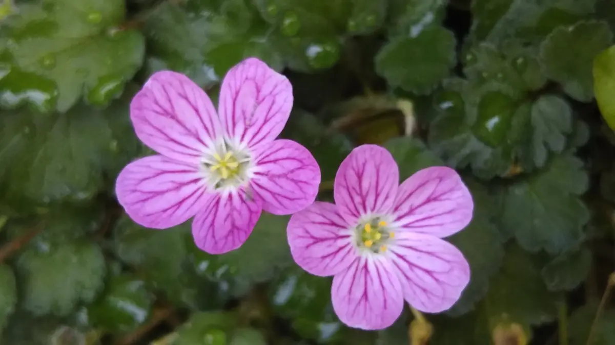 ミニフウロソウ「6月になりました、夏の花などに少しずつ変わって来 