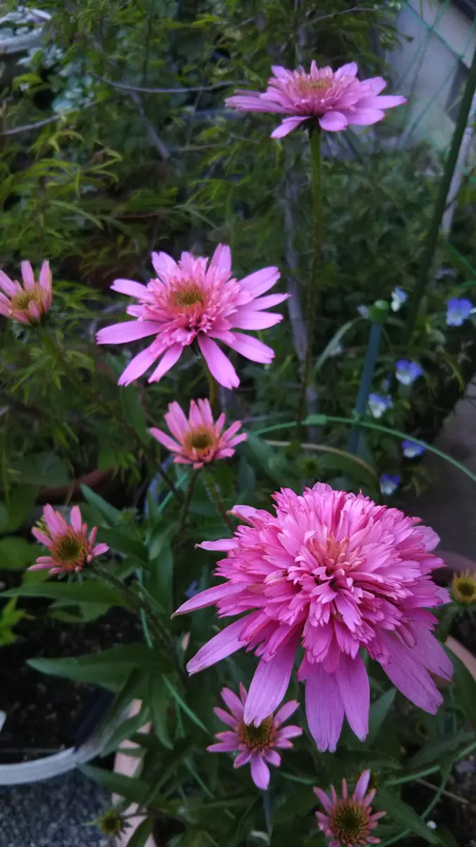 エキナセアミニベル「6月になりました、夏の花などに少しずつ変わって 