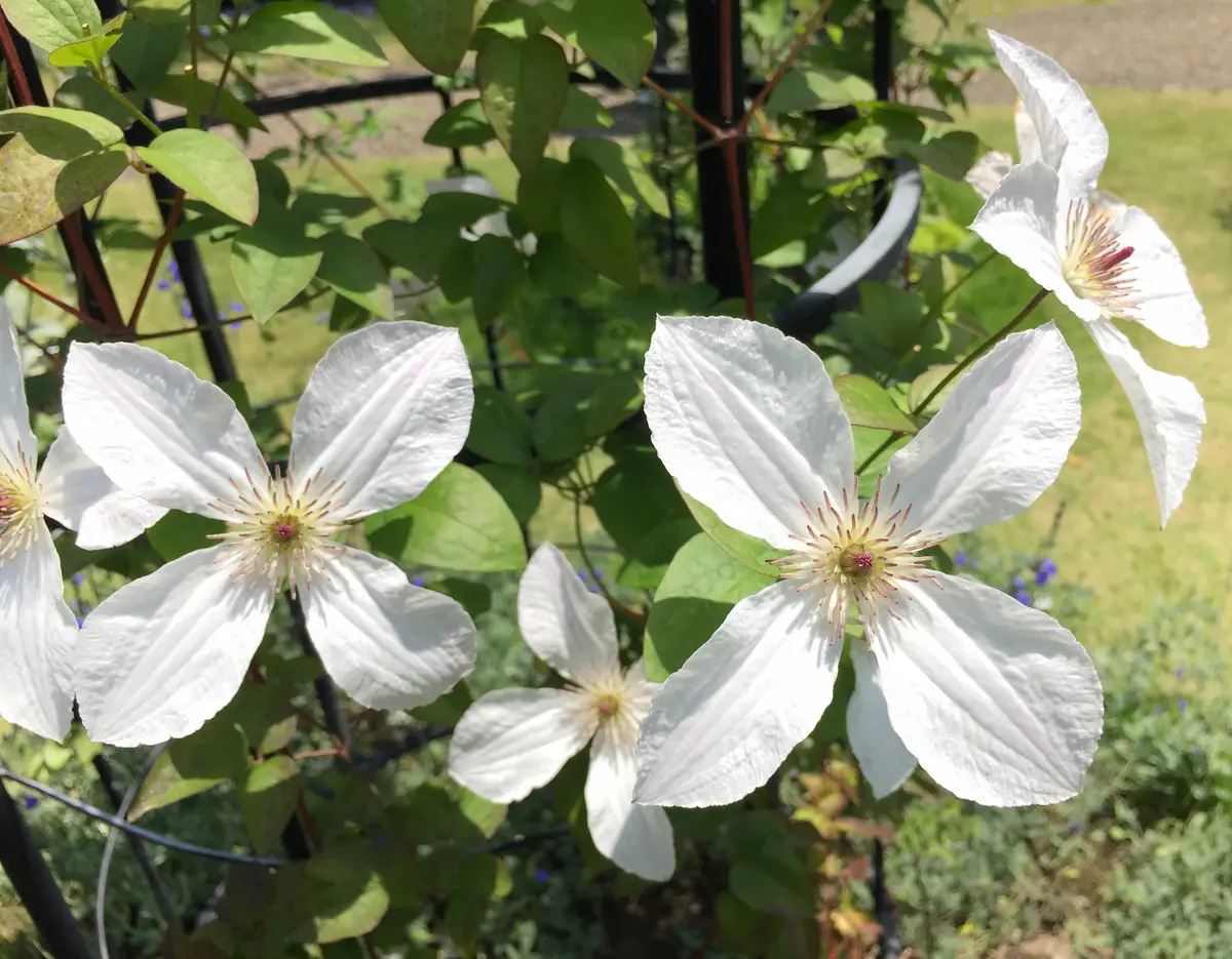 フォーエバーフレンズの花芯と花弁のコ「2019.6.6クレマチスの丘