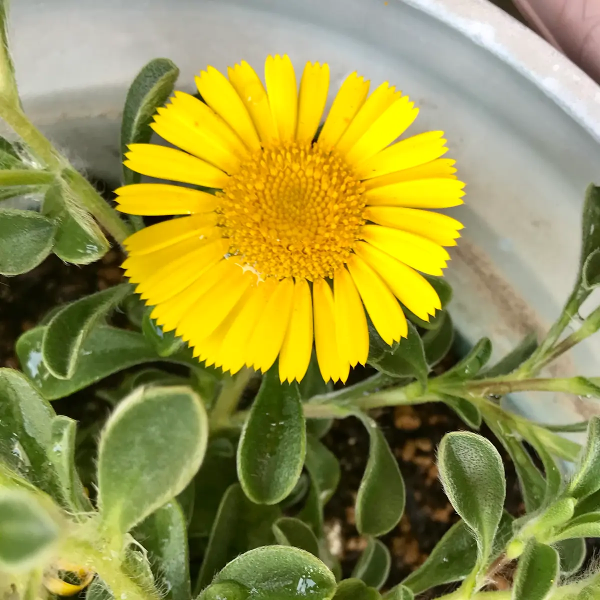 ゴールドコイン🌼「庭の花々」のアルバム-みんなの趣味の園芸1616486