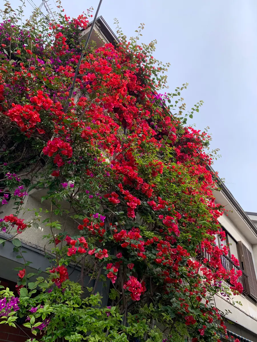 ブーゲンビリアBougainvillea赤7年目咲「ブーゲンビリア」の