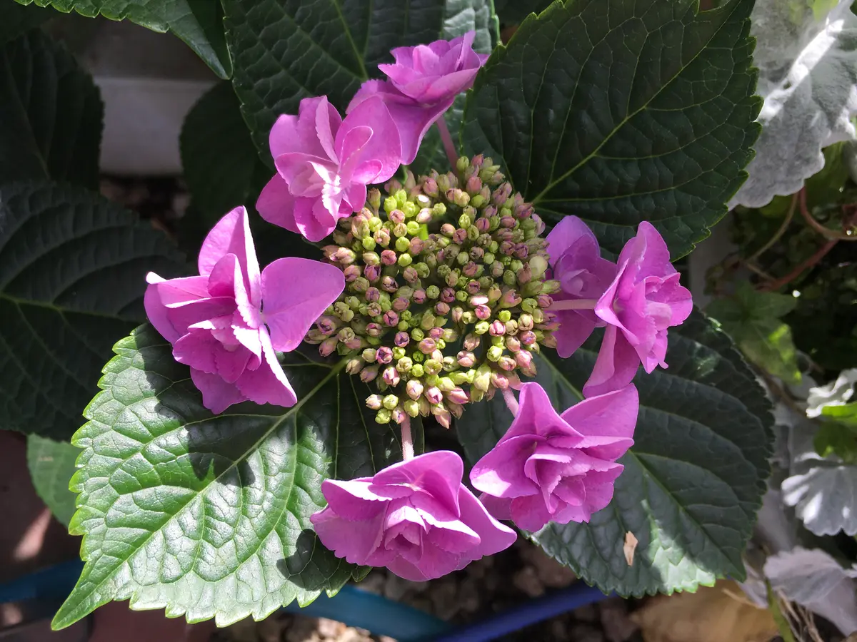 紫陽花☀︎フェアリーアイ☀︎さし穂♡ 紫陽花 フェアリーアイ苗 - メルカリ