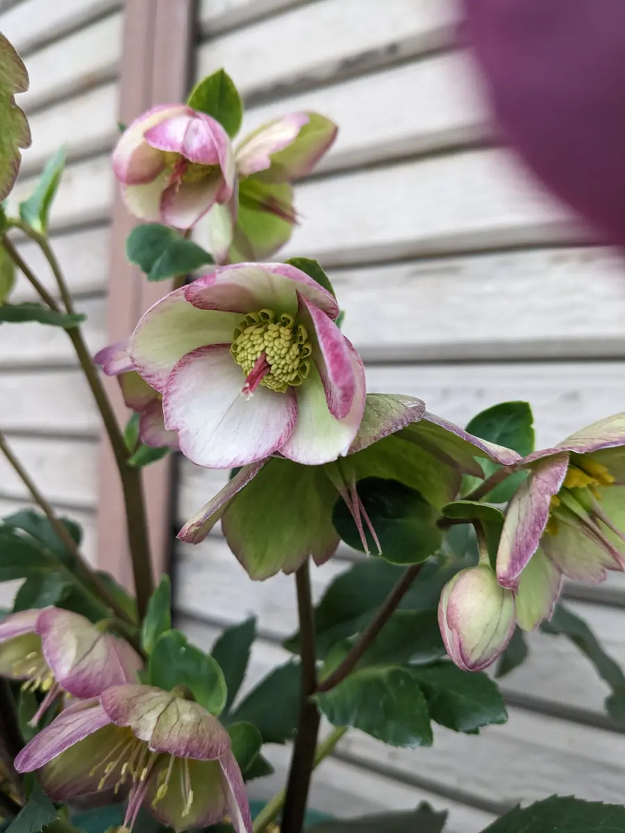 【メーカー再生品】 クリスマスローズ氷の薔薇ピコティです「季節のお花🌺」の 花