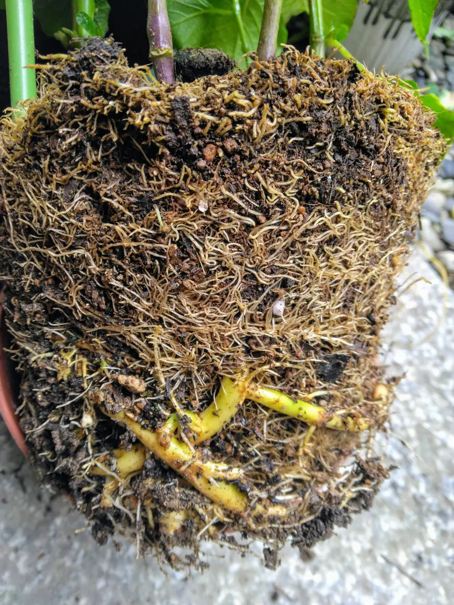 🎶この根 何の根～①ほおずきの根～ 「ちゃちゃまさ」のアルバム