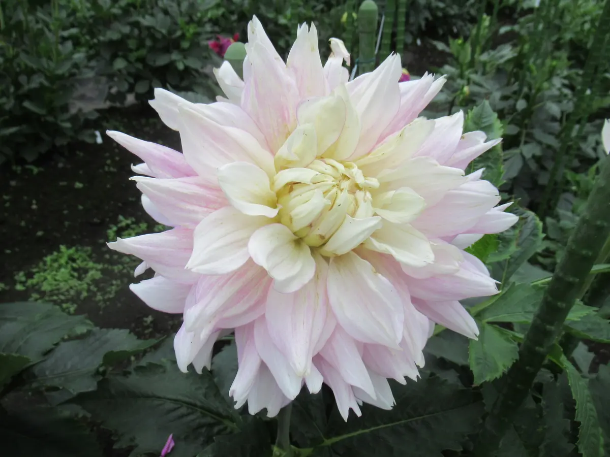 ダリアの球根　桜女王　他 ダリア Dahlia 品種図鑑5 ダリアの球根 桜女王