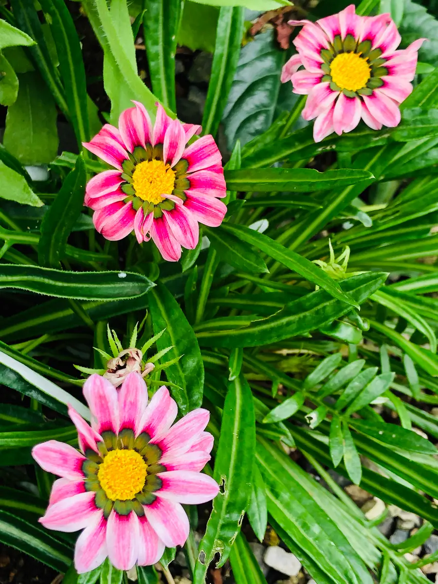 出産祝い 8/23ガザニア・ピンクシェード#Gazania「庭に咲く花Season3 花