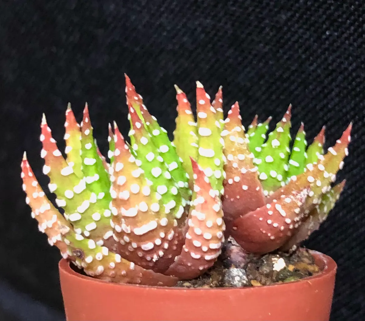 少し紅葉してきました。コアクタータ「多肉植物・サボテン2」の