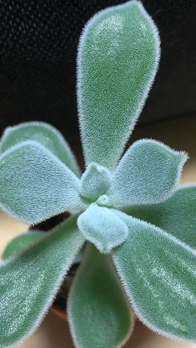 夏はこの葉では暑いかも🥵💦フロスティ「多肉植物・サボテン2」の