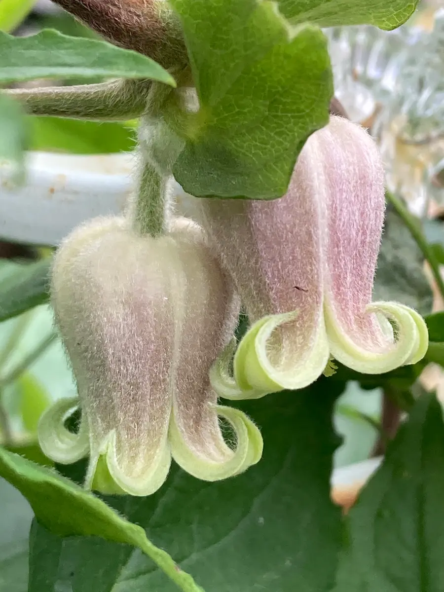 希少 クレマチス モアフィード 正規品ラベル付き モアフィールディ