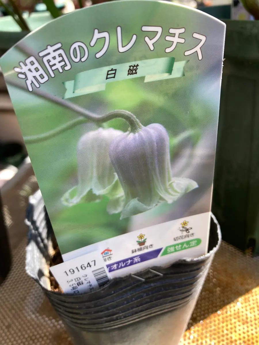 白磁「クレマチス」のアルバム-みんなの趣味の園芸1577647