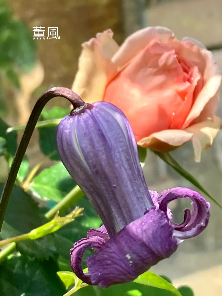 クレマチス薫風